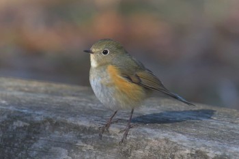 ルリビタキ 滋賀県河辺いきものの森 2021年1月21日(木)