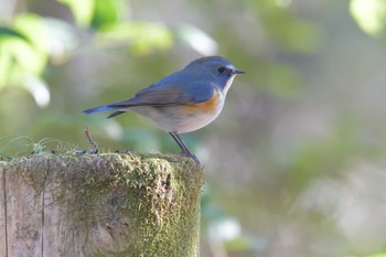 ルリビタキ 滋賀県河辺いきものの森 2021年1月21日(木)