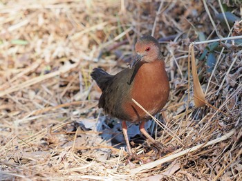 2021年1月21日(木) 横浜市の野鳥観察記録