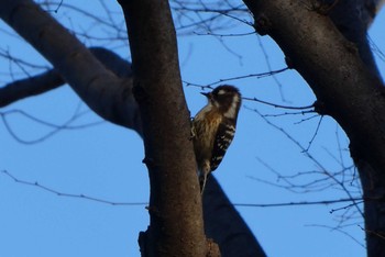 Japanese Pygmy Woodpecker 東京都北区 Thu, 1/21/2021