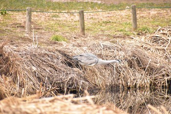 2021年1月17日(日) 三ツ堀里山公園の野鳥観察記録