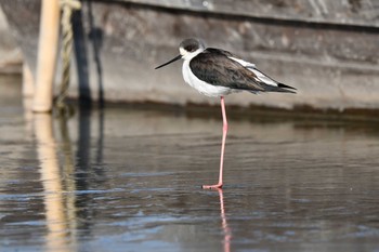 Black-winged Stilt Isanuma Thu, 1/21/2021