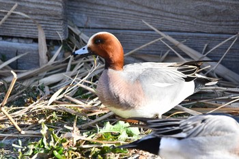 Eurasian Wigeon Isanuma Thu, 1/21/2021