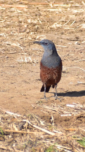 2021年1月21日(木) 芝川第一調節池(芝川貯水池)の野鳥観察記録