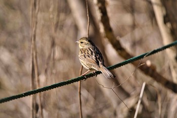 2021年1月20日(水) 北本自然観察公園の野鳥観察記録