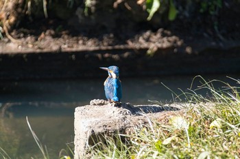 カワセミ 上尾丸山公園 2021年1月20日(水)