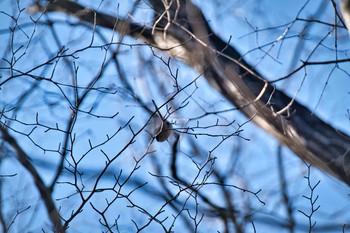 2021年1月21日(木) 北本自然観察公園の野鳥観察記録