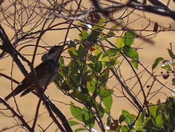 2021年1月7日(木) 大麻生野鳥の森公園の野鳥観察記録