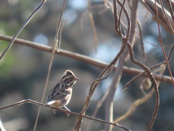 カシラダカ 大麻生野鳥の森公園 2021年1月7日(木)