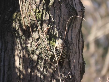 2021年1月9日(土) 秋ヶ瀬公園の野鳥観察記録