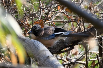 Eurasian Jay Kitamoto Nature Observation Park Thu, 1/21/2021