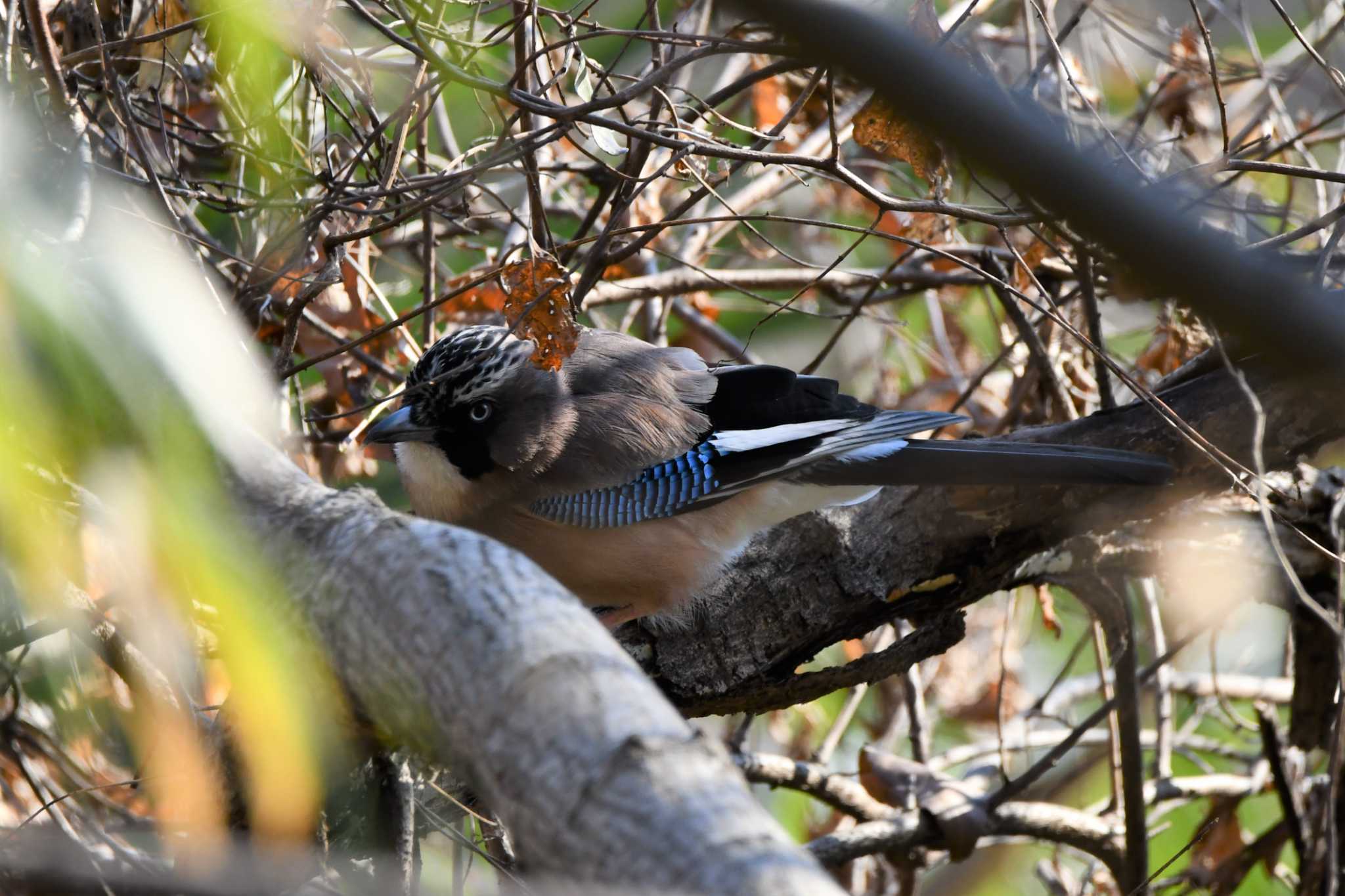 Photo of Eurasian Jay at Kitamoto Nature Observation Park by のぶ
