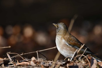 Pale Thrush Kitamoto Nature Observation Park Thu, 1/21/2021