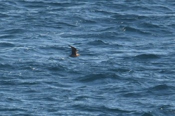 Pomarine Jaeger 大洗-苫小牧航路 Sun, 11/15/2020