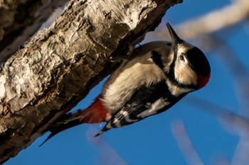 2020年12月6日(日) ポロト湖(ポロトの森)の野鳥観察記録