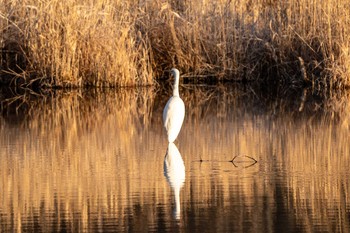 Great Egret ポロト湖(ポロトの森) Sun, 12/6/2020