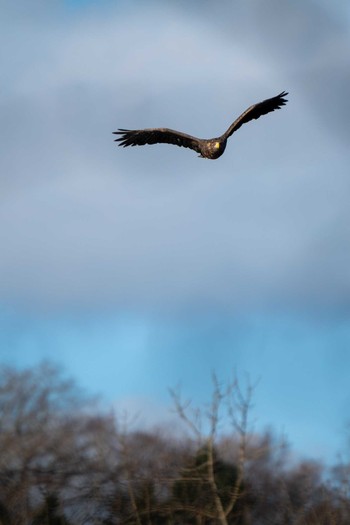 Steller's Sea Eagle ポロト湖(ポロトの森) Sun, 12/6/2020