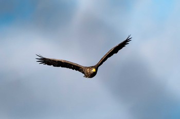 Steller's Sea Eagle ポロト湖(ポロトの森) Sun, 12/6/2020