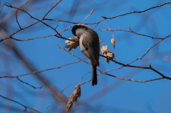 Japanese Pygmy Woodpecker ポロト湖(ポロトの森) Sun, 12/6/2020