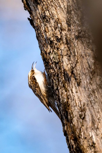 Eurasian Treecreeper ポロト湖(ポロトの森) Sun, 12/6/2020