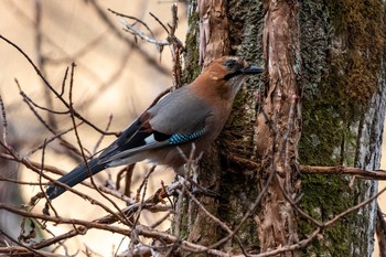 Eurasian Jay(brandtii) ポロト湖(ポロトの森) Sun, 12/6/2020