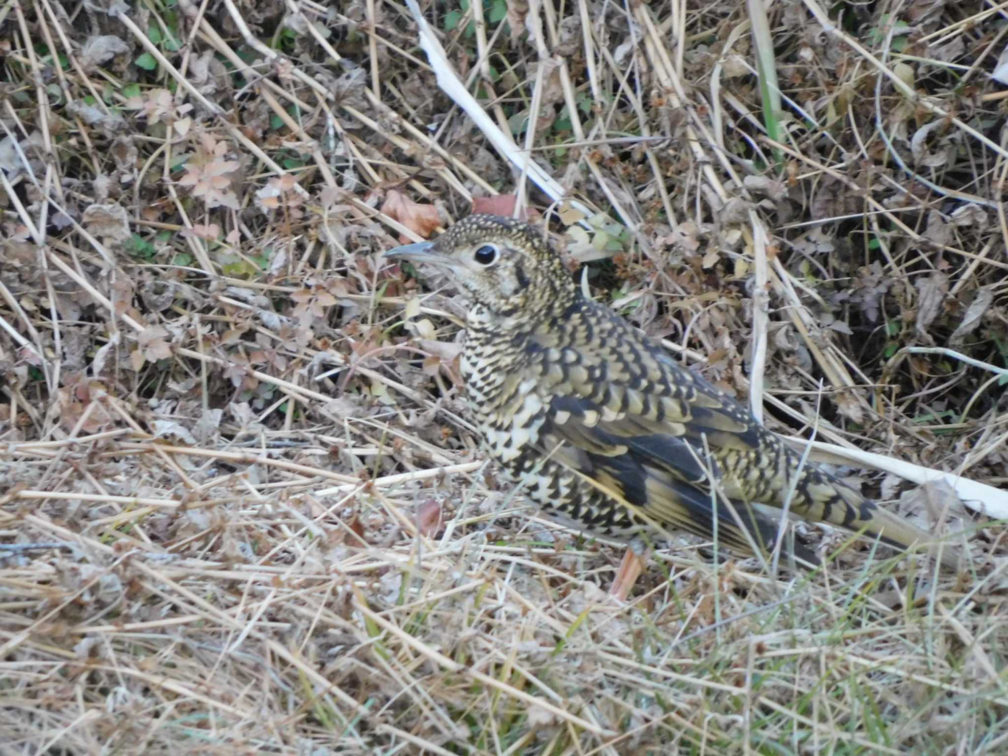 White's Thrush