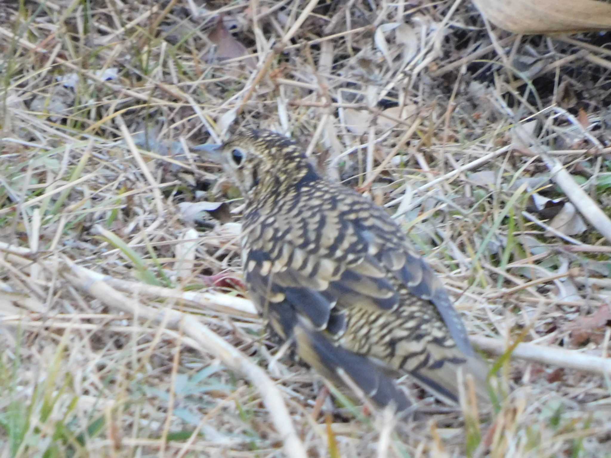 White's Thrush