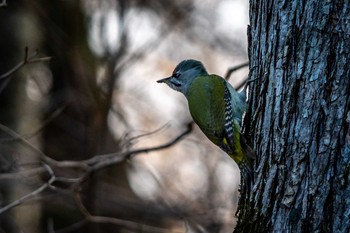 Grey-headed Woodpecker ポロト湖(ポロトの森) Sun, 12/6/2020