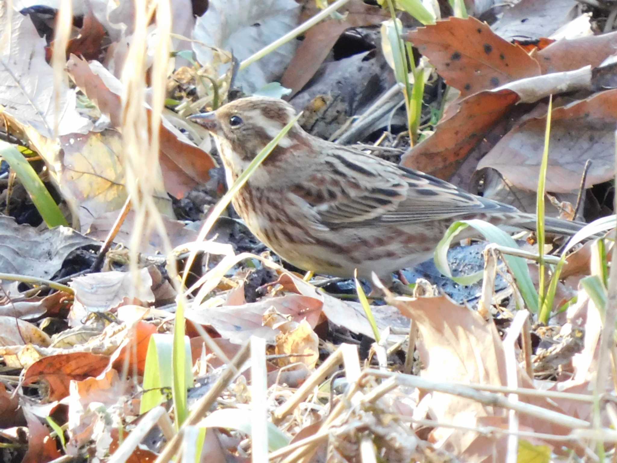 Rustic Bunting