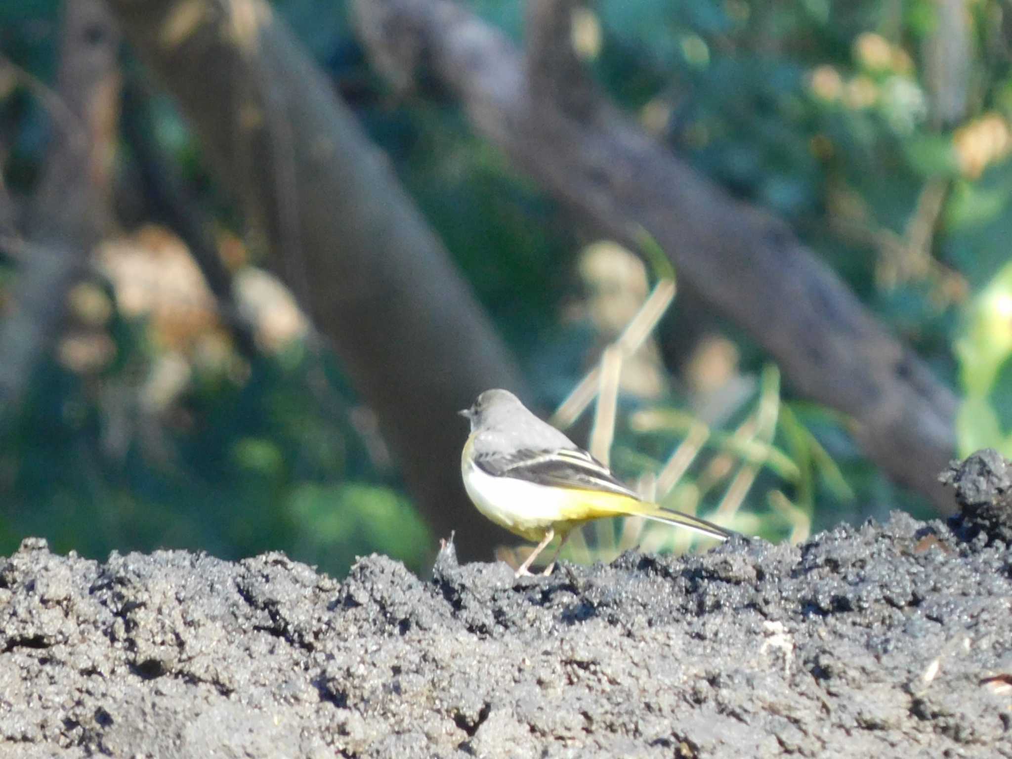 Grey Wagtail