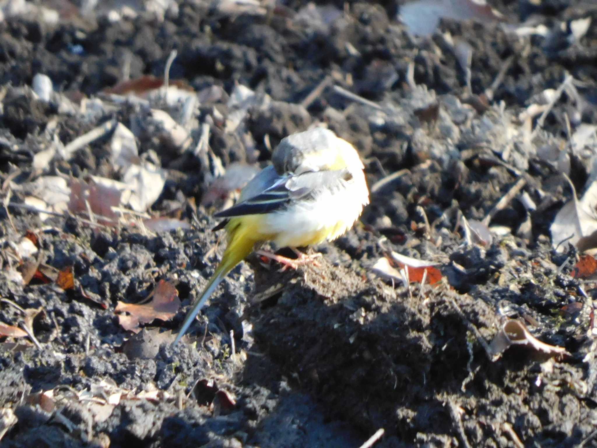 Grey Wagtail