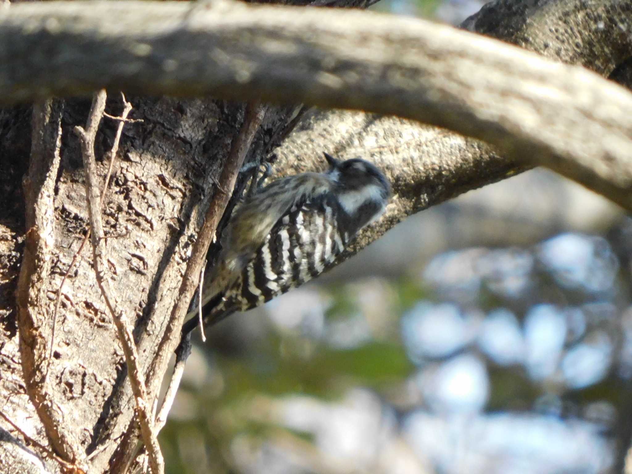 Japanese Pygmy Woodpecker