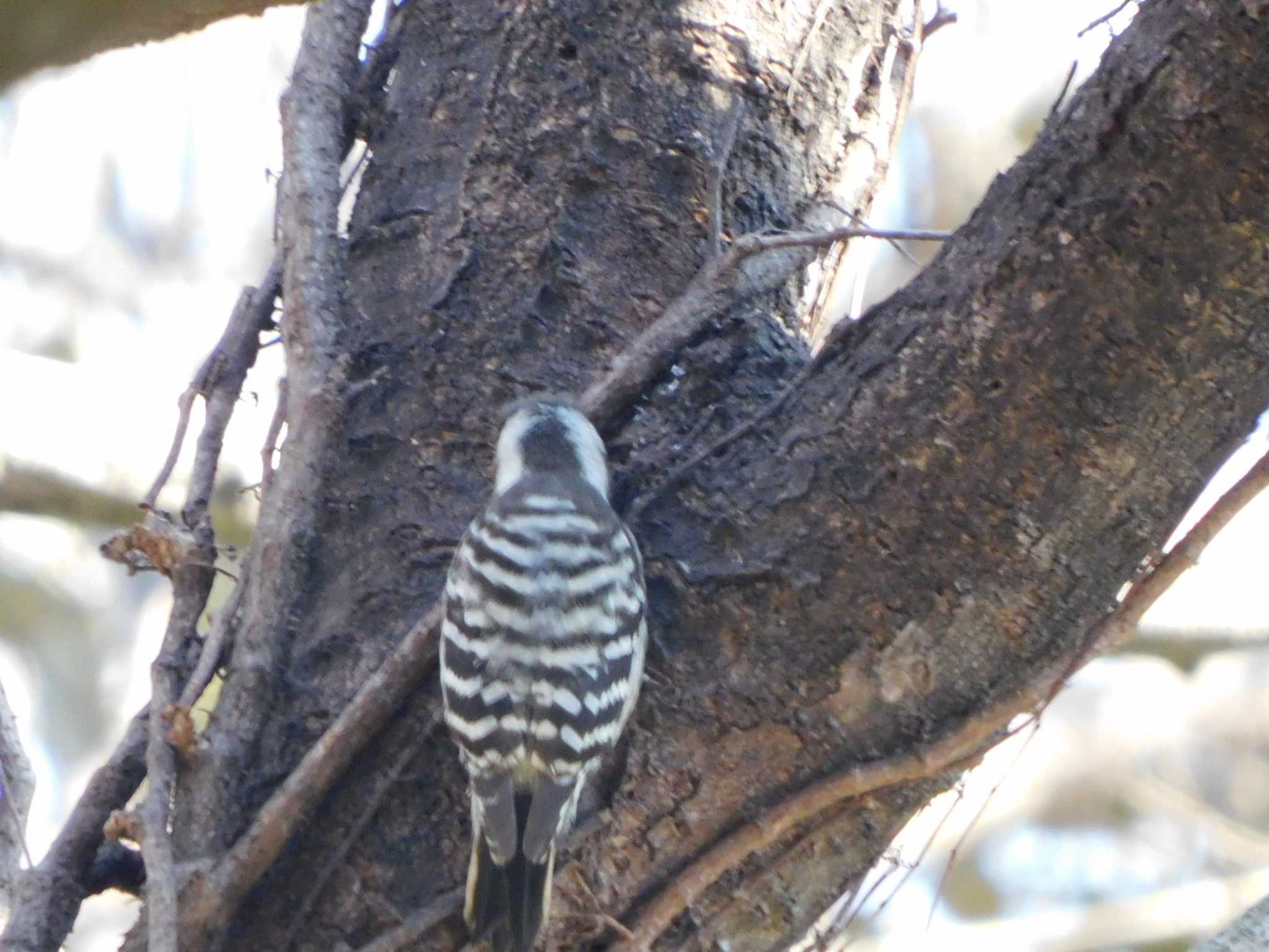 Japanese Pygmy Woodpecker