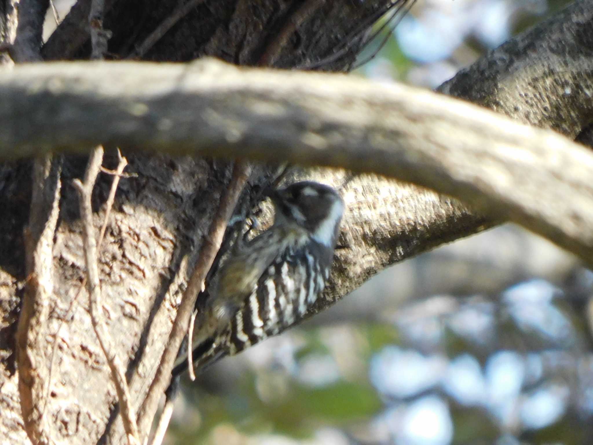 Japanese Pygmy Woodpecker