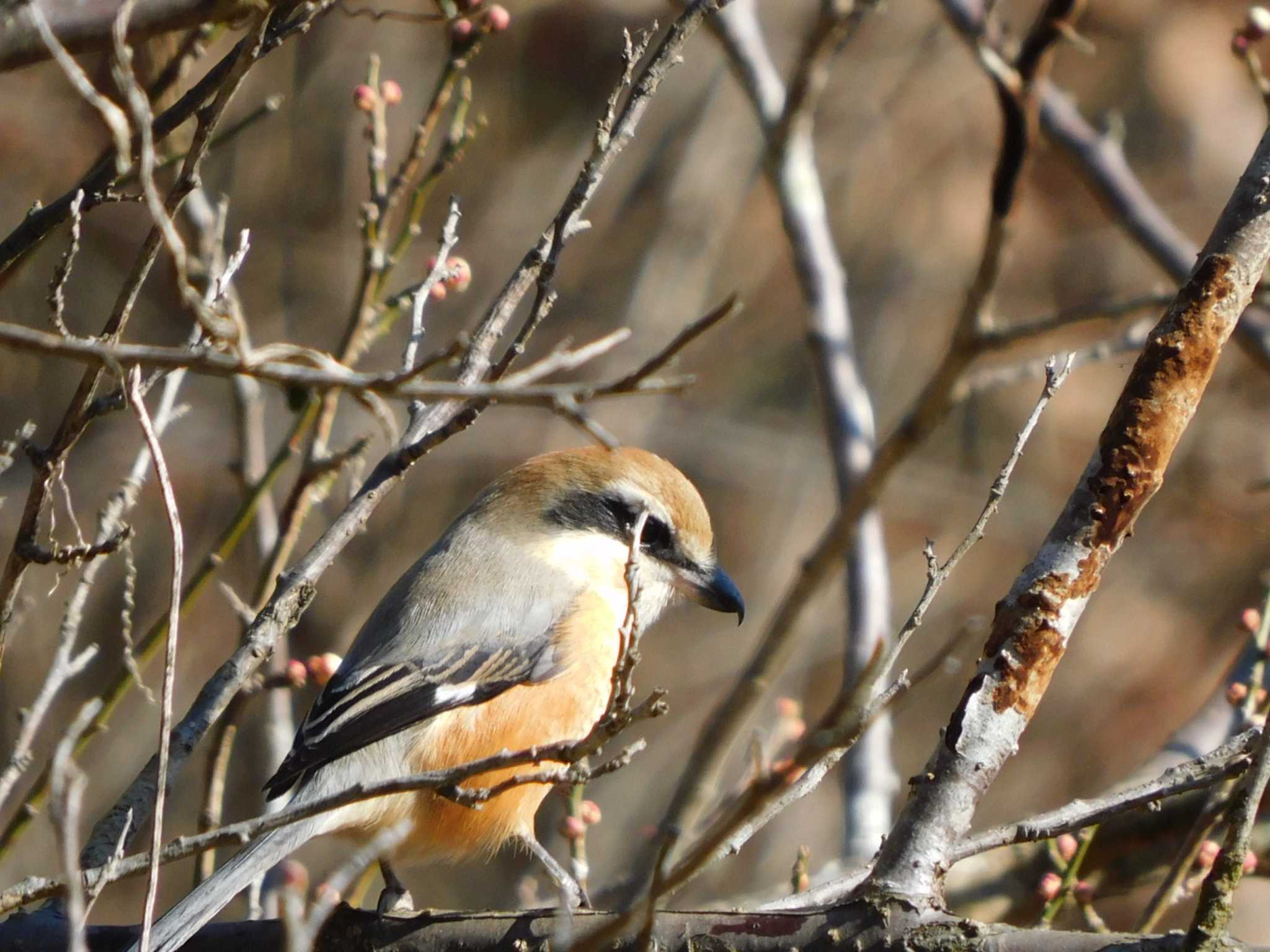 Bull-headed Shrike