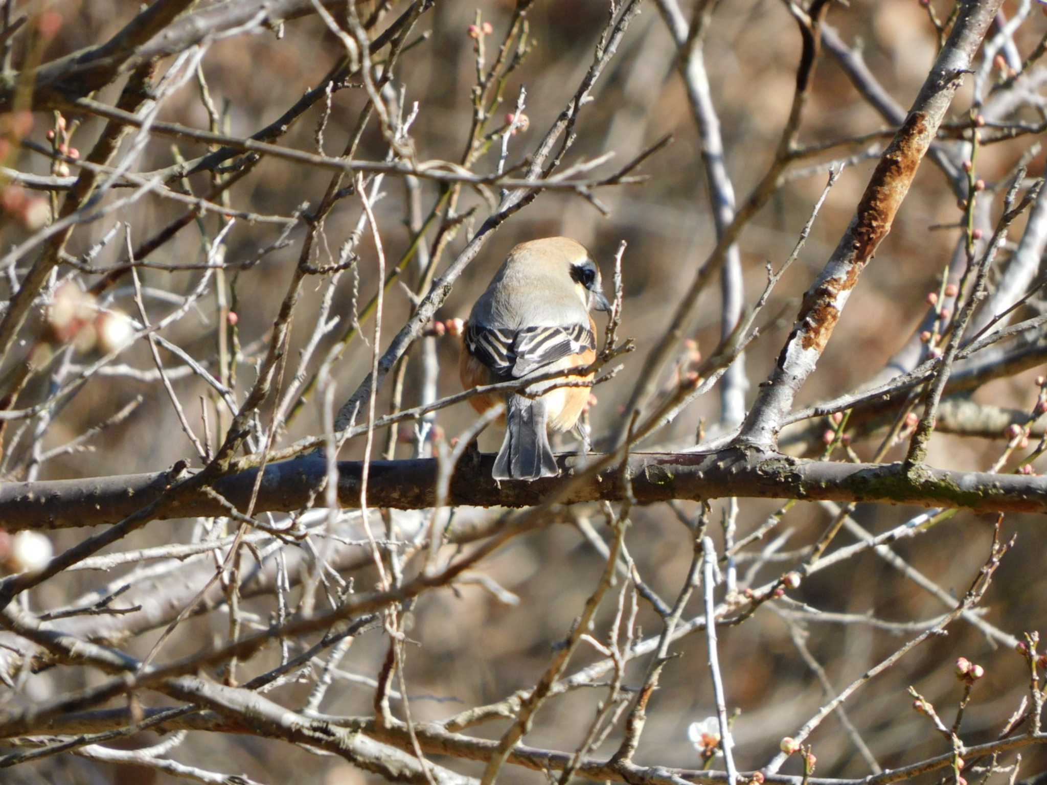 Bull-headed Shrike