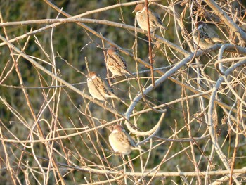 2021年1月21日(木) 北本自然観察公園の野鳥観察記録