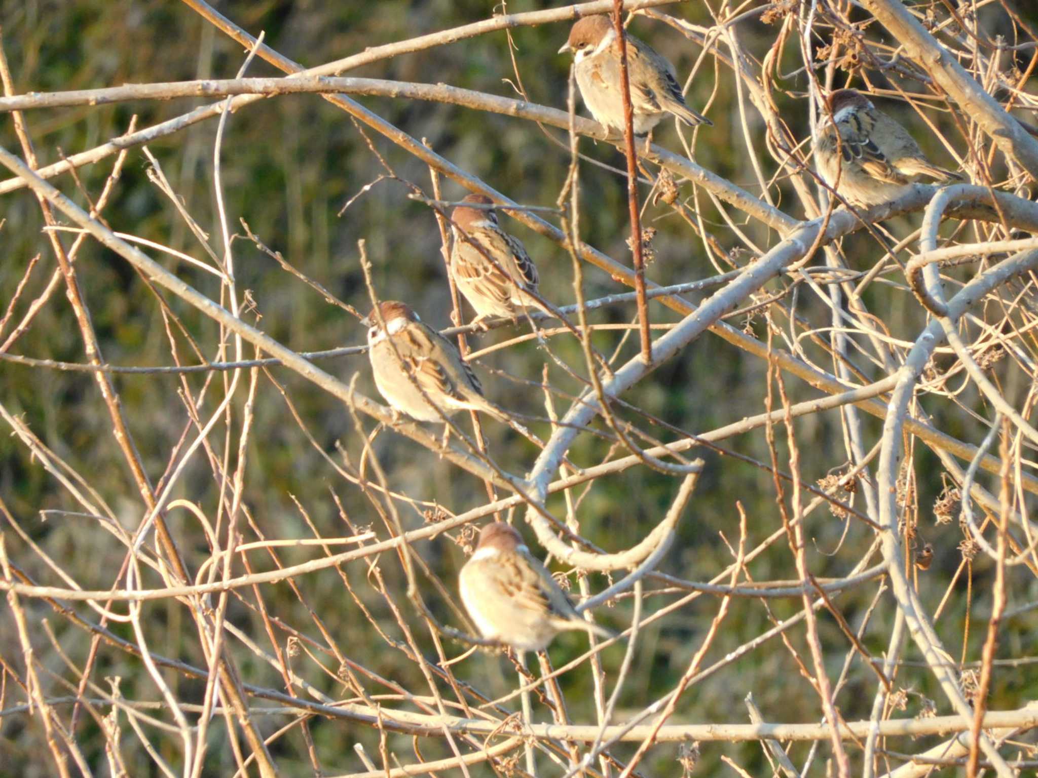 Eurasian Tree Sparrow