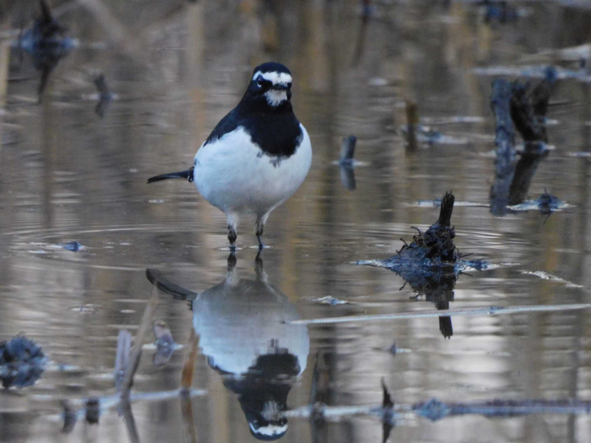 Japanese Wagtail