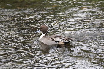 Northern Pintail Nogawa Mon, 11/14/2016