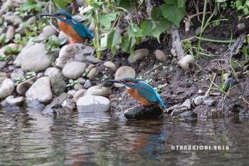 Common Kingfisher Nogawa Mon, 11/14/2016