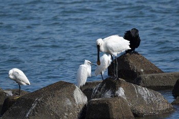 2020年11月8日(日) 五主海岸の野鳥観察記録