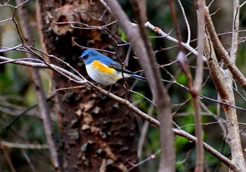 Red-flanked Bluetail 愛知県森林公園 Sat, 1/16/2021