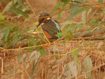 Common Kingfisher 内津川 Tue, 9/22/2020