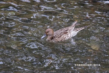 Northern Pintail Nogawa Mon, 11/14/2016