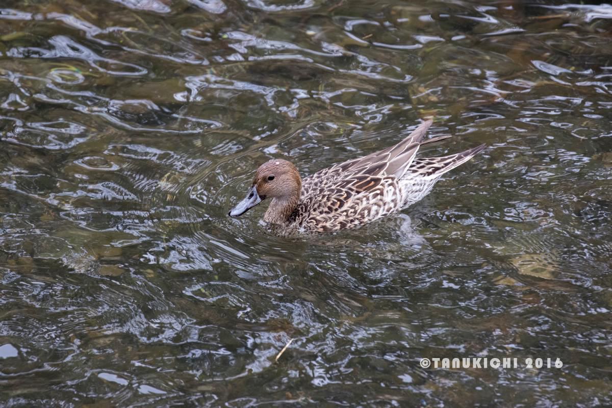 オナガガモ♀