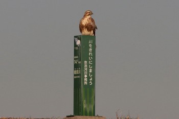 2021年1月21日(木) 新横浜公園の野鳥観察記録