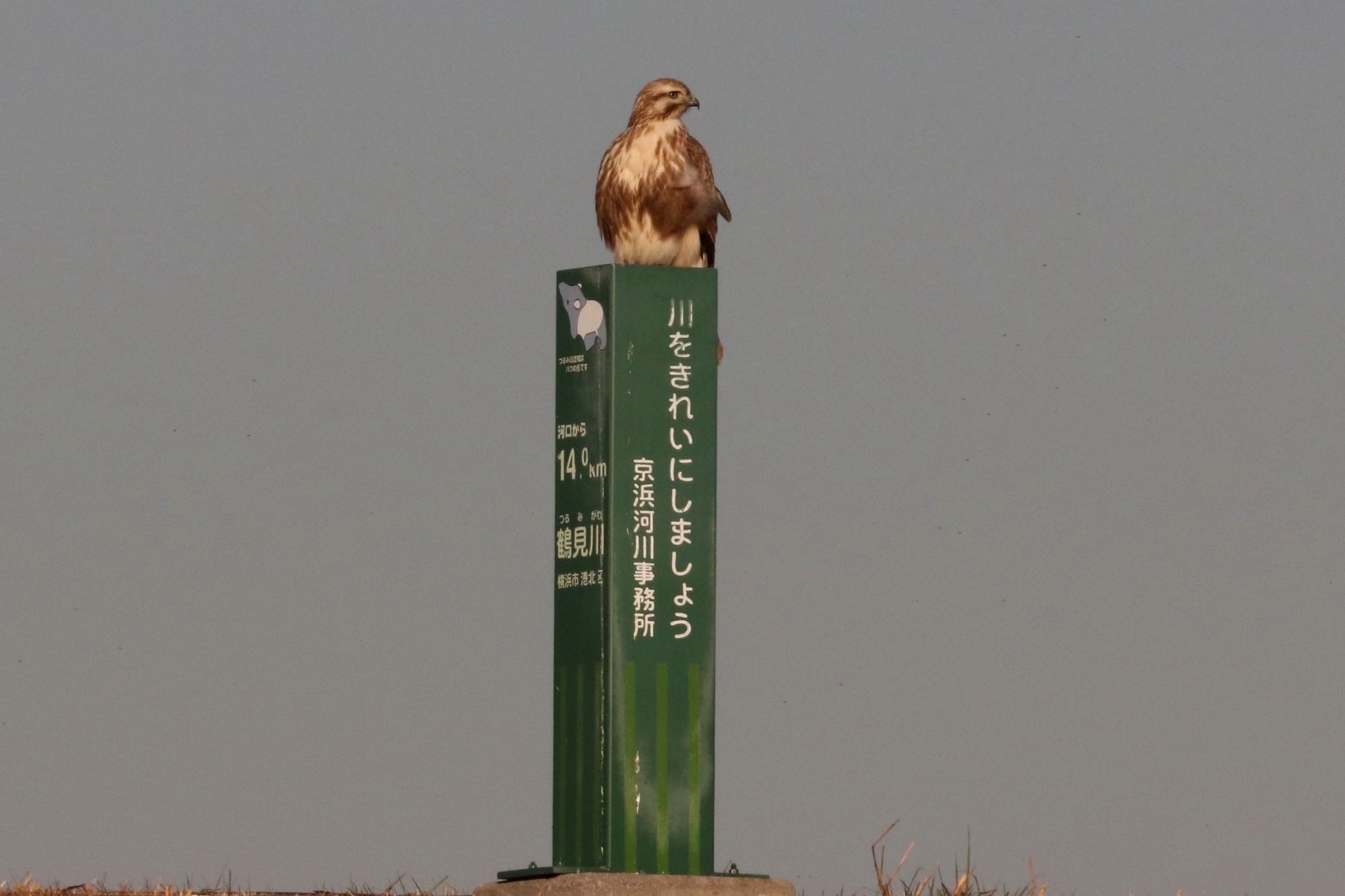 新横浜公園 ノスリの写真 by もみじ