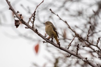 2016年11月14日(月) 野川の野鳥観察記録