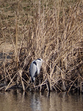 Grey Heron Shin-yokohama Park Thu, 1/21/2021